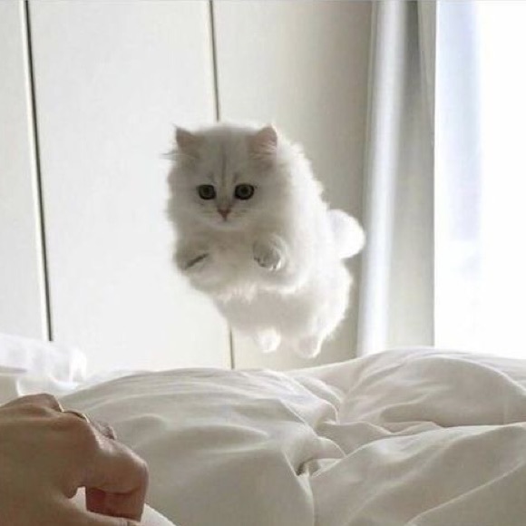 Meet your Posher, Isabelle - Picture 1 of 1